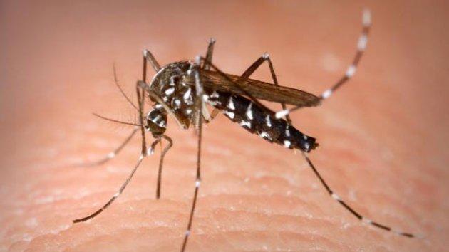 Virusul WEST NILE, din nou în România! Iată care sunt ...