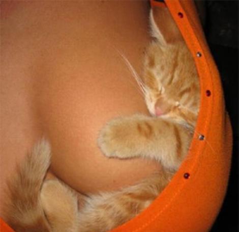 GALERIE FOTO! Cele mai ciudate 20 de poziţii în care au adormit pisicile