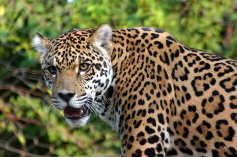 Un leopard sălbatic la mall! Ce au păţit locuitorii unui oraş din India