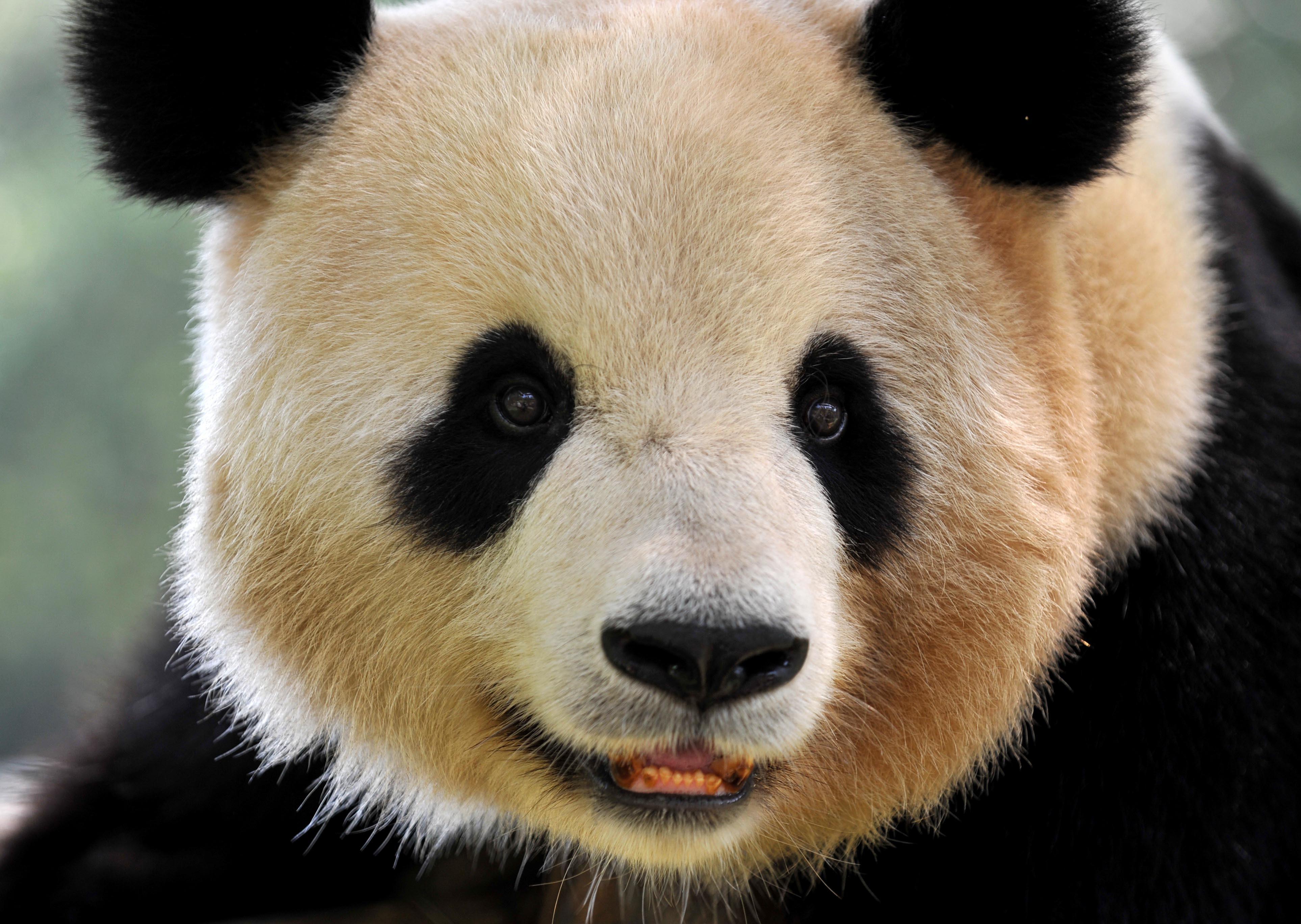 Uite cum se joacă acest urs panda în zăpadă. E ADORABIL! (VIDEO) | Antena 1