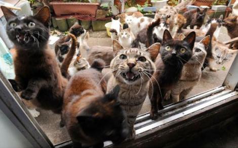 Oraşul Tokyo a fost invadat de pisici uriaşe! (VIDEO)