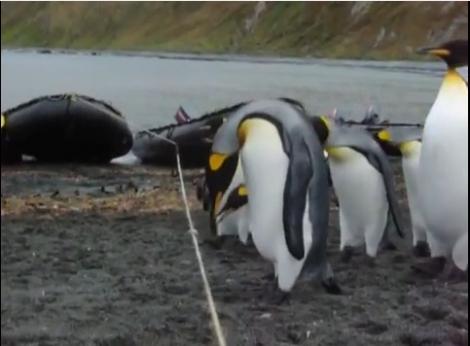 VIDEO! Pinguinii n-au noroc, dau de sfoară și cad în cioc