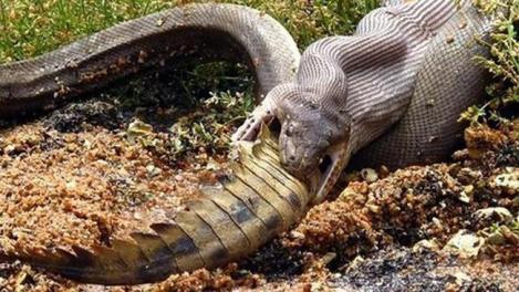 Imagini SPECTACULOASE cu un crocodil adult în timp ce este înghiţit de un şarpe!