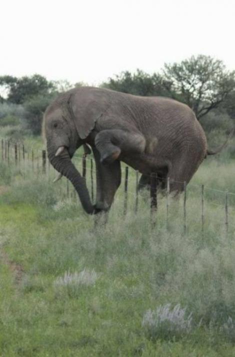 FOTO: Ai mai văzut vreun elefant care să sară gardul? Acum ai şansa asta