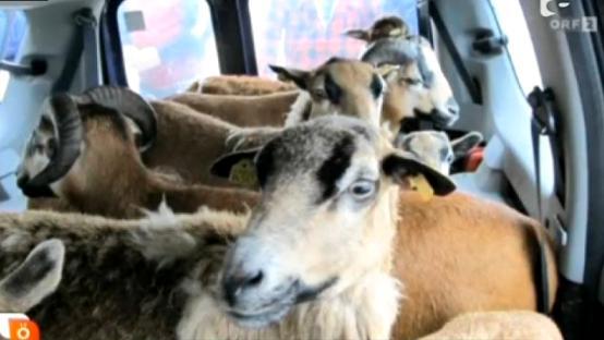 Un român a fost arestat în Austria, din cauza unor capre!
