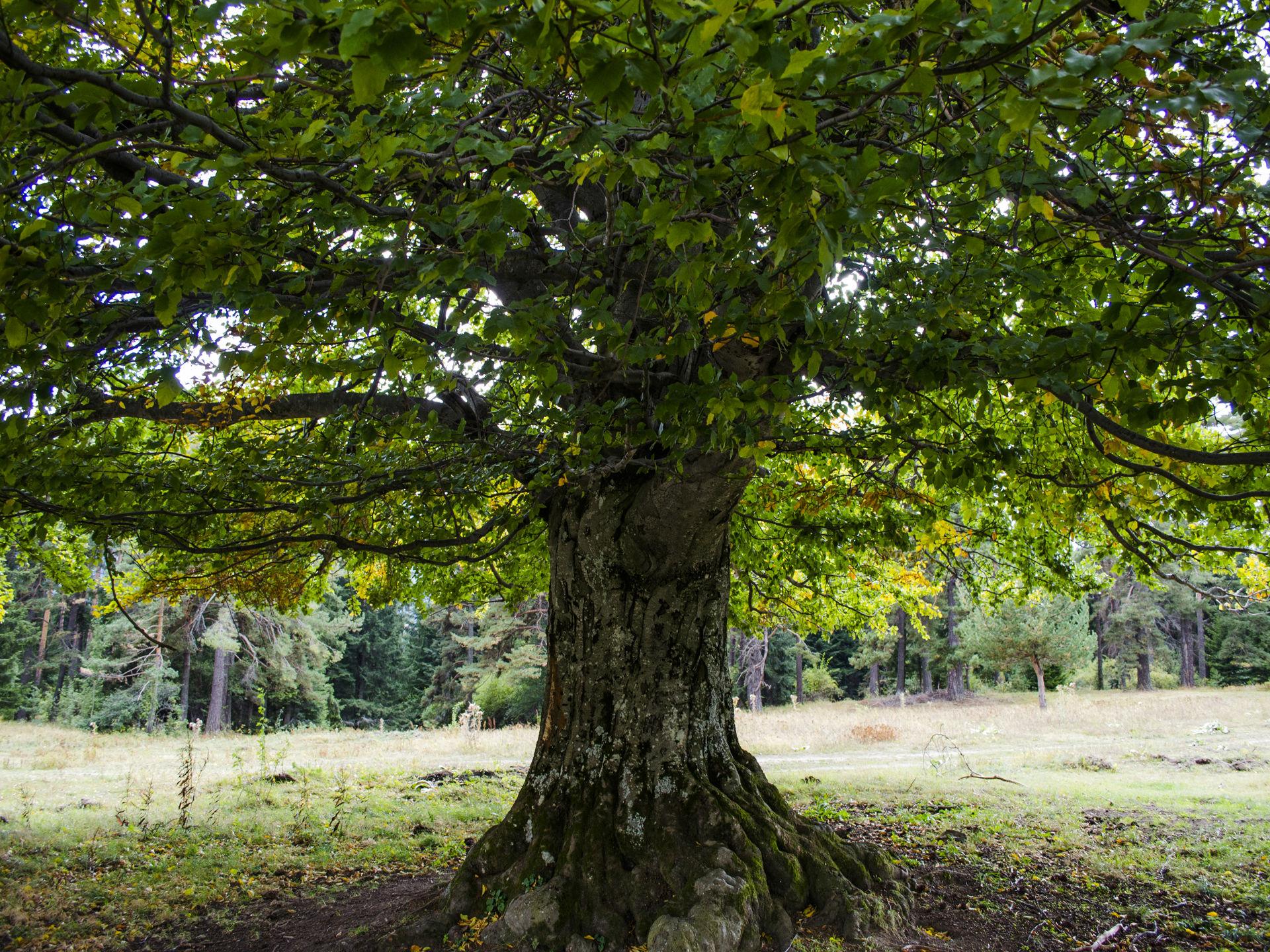 Is under the tree