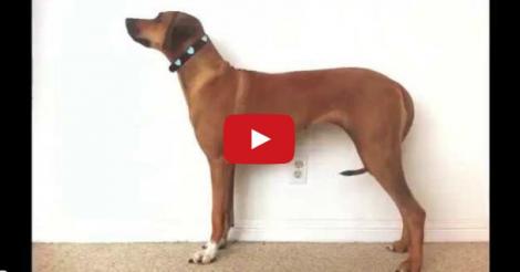 VIDEO impresionant! Cum se transformă un câine de când este pui până la maturitate