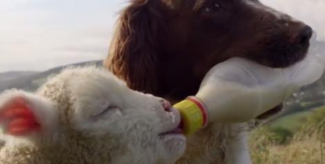 VIDEO EMOȚIONANT! Dovada că dragostea e infinită! Un câine hrănește o oaie cu biberonul!