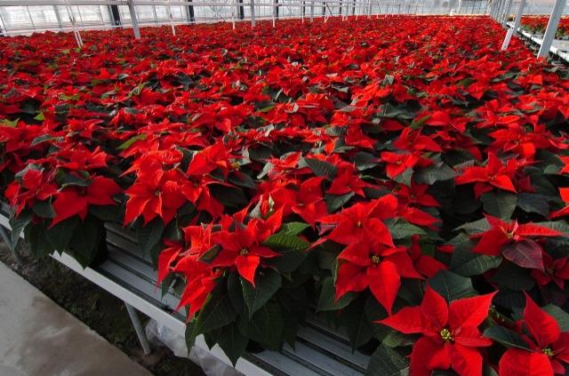 Cum se îngrijeşte Steaua Crăciunului, floarea despre care se spune că atrage numai energii pozitive în casa ta! Acum e VREMEA ei! | Antena 1