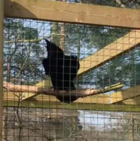 O cioară obraznică a făcut senzație la Zoo atunci când a început să înjure vizitatorii! (VIDEO)