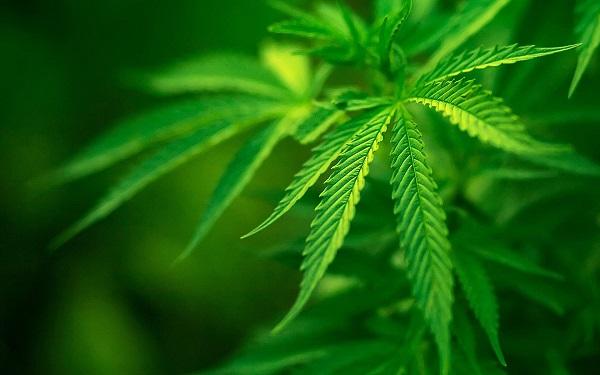 Care este diferenţa dintre cannabis şi marijuana? care te pune pe gânduri | Antena 1