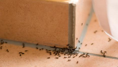 Te-au invadat furnicile? Uite cum poți scăpa de ele, cu aceste ingrediente. Le ai și tu în casă