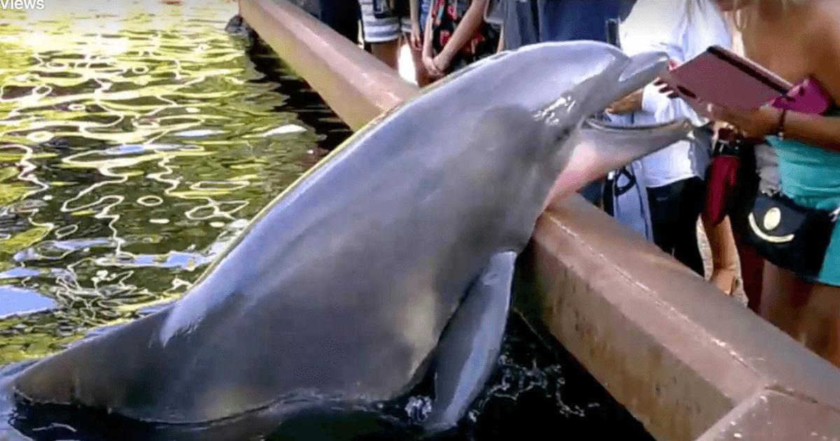 VIRALUL care a cucerit internetul: Un delfin curajos a luat iPad-ul unei femei care voia să-l fotografieze