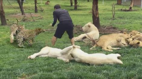 Poate fi viralul anului: un îngrijitor atacat de un lepoard este salvat de un tigru!