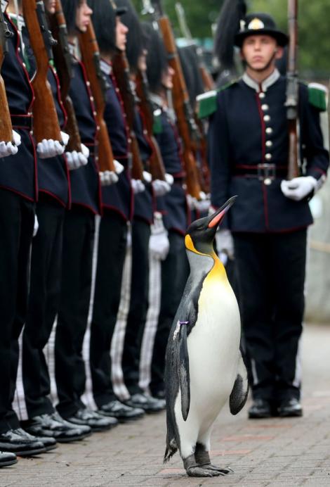 Un pinguin din Scoția a fost decorat în cadrul unei ceremonii militare. A primit gradul de „șef de brigadă”