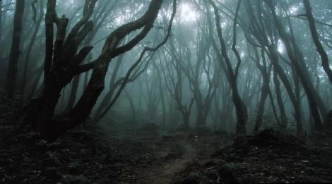 Pădurea din România care a înspăimântat o lume întreagă. Străinii l-au numit "cel mai înfricoşător loc din lume": "A înnebunit după ce a văzut un demon"