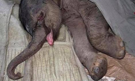 Un pui de elefant, abia născut, a plâns ore în șir, dupa ce a fost respins de mama lui. Călcat în picioare, bietul animal s-a refugiat sub o pătură, fără consolare. Imginile sunt sfâșietoare (VIDEO)