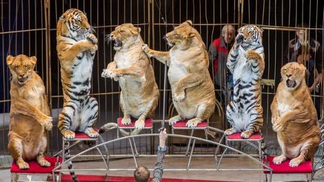 Mai mulți lei și tigri grași, hrăniți cu alimente nesănătoase, acrobații în fața publicului îngrozit: "Le transform pe bietele animale sălbatice în clovni"