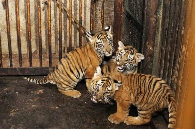 Trei pui de tigru orfani cresc alături de o mamă din plastic. I-au fost introduse flacoane cu lapte