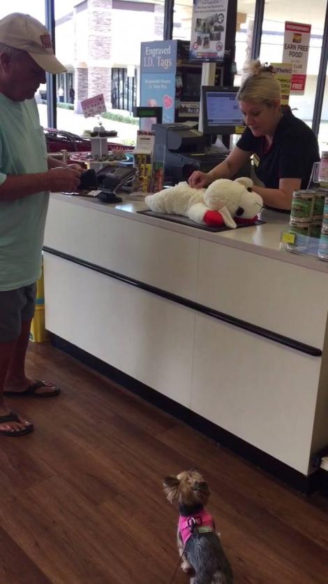 Un câine a făcut senzație atunci când s-a dus la magazin să își cumpere o jucărie mai mare decât el!