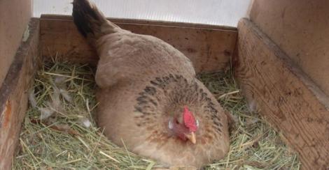 Fermierul a crezut că găina a făcut un ou, dar a avut o surpriză uriașă când a văzut peste ce stătea pasărea!