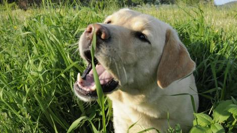 De ce uneori câinii mănâncă iarbă! Cu siguranţă motivul te va surprinde!