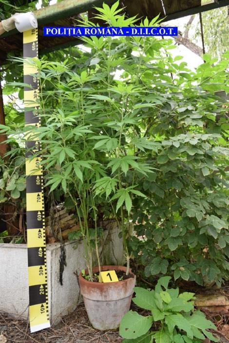 Plantaţie de cannabis pe un teren de 4.000 de metri pătraţi, într-un sat din România. Anchetatorii au confiscat două tone de "iarbă"