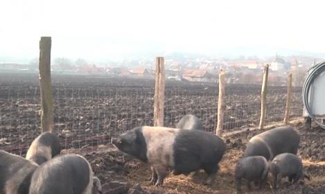 Guvernul lansează programul "Primul Porc"! Ce condiții trebuie să îndeplinească fermierii pentru a primi până la zece porci!
