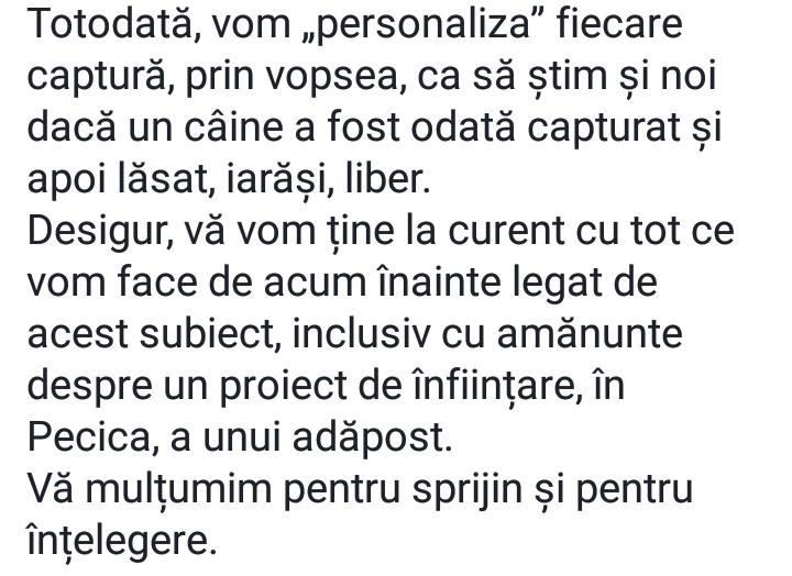 Caz È™ocant La Arad Cainii Vagabonzi VopsiÈ›i DupÄƒ Capturare VopsiÈ›i I In RoÈ™u Albastru Va Fi Alb Albastru Antena 1