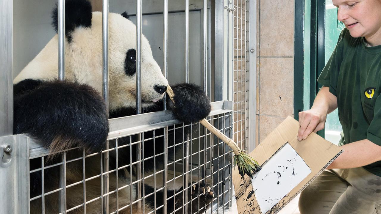 Un urs Panda de la o grădină zoologică, extrem de talentat la desen. Vizitatorii pot cumpăra operele de artă