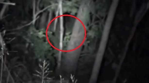 Creatură bizară! Un pădurar a filmat o apariție înfricoșătoare (VIDEO)
