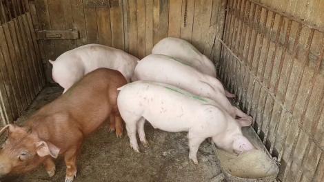 Efectele pestei porcine se revăd la prețul kilogramului de carne de porc! Iată cu cât se vinde în zonele afectate de virus