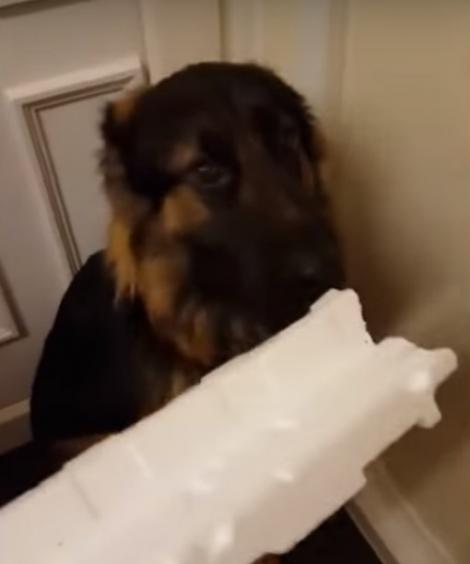 Stăpâna a ajuns acasă și a vrut să-și certe câinele pentru prostiile făcute! Cum a reacționat animalul? (VIDEO)