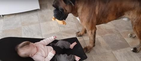 Un câine a găsit cel mai tare mod de a-și provoca puiul de om la joacă! Leșini de râs dacă vezi reacția animalului! (VIDEO)