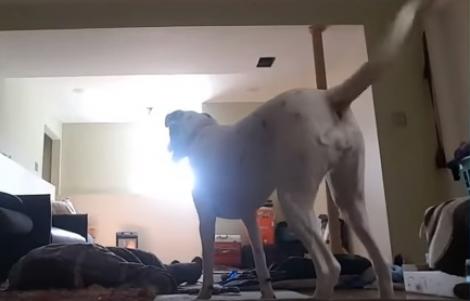 Unui bărbat i s-a făcut rău și a leșinat, iar câinele a avut o reacție URIAȘĂ! Ce a făcut animalul (VIDEO)