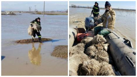 IMAGINILE DISPERĂRII: 1.000 de oi prinse de viitură! Fenomenele METEO fac ravagii în România| FOTO & VIDEO