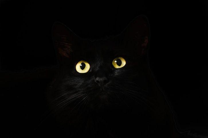Ce înseamnă dacă visezi pisica neagră - Avertisment puternic