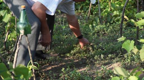 Un bărbat din Botoșani lucra pământul din grădină atunci când a dat peste ceva șocant! A alertat imediat autoritățile
