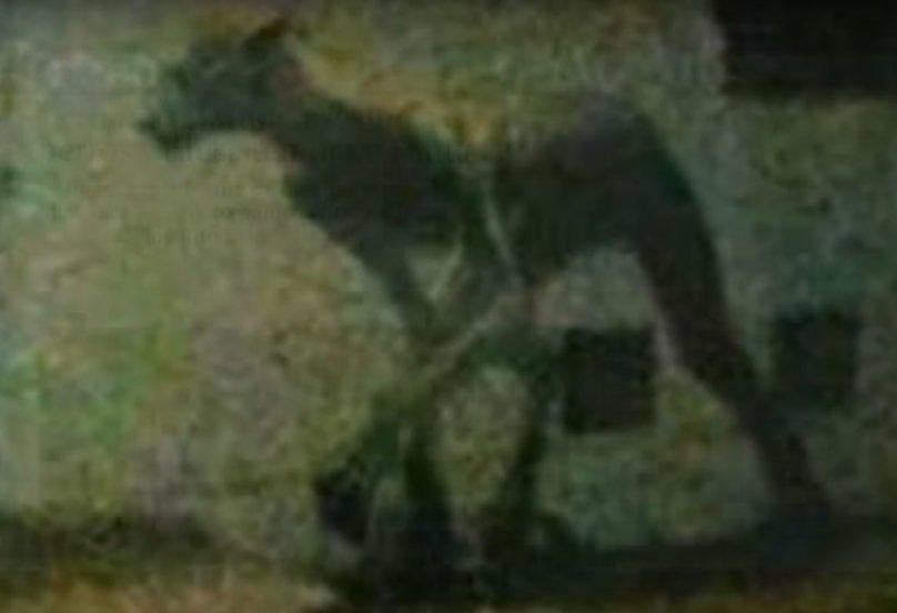 Imagini șoc, în Argentina! O creatură ciudată a fost surprinsă în timp ce fura doi câini, din curțile localnicilor: "Era mai înaltă decât un câine și avea față de cal sau iepure"