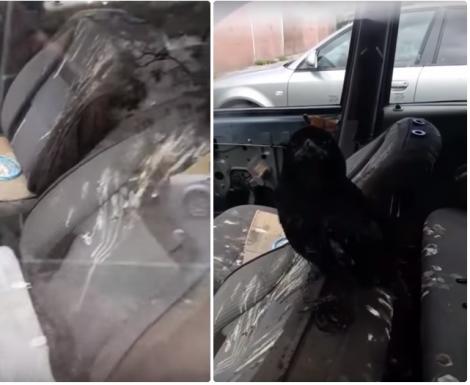 Imagini de necrezut: O  mașină din Satu Mare, devastată de o cioară. Dezastrul a fost filmat și încărcat pe YouTube (VIDEO)
