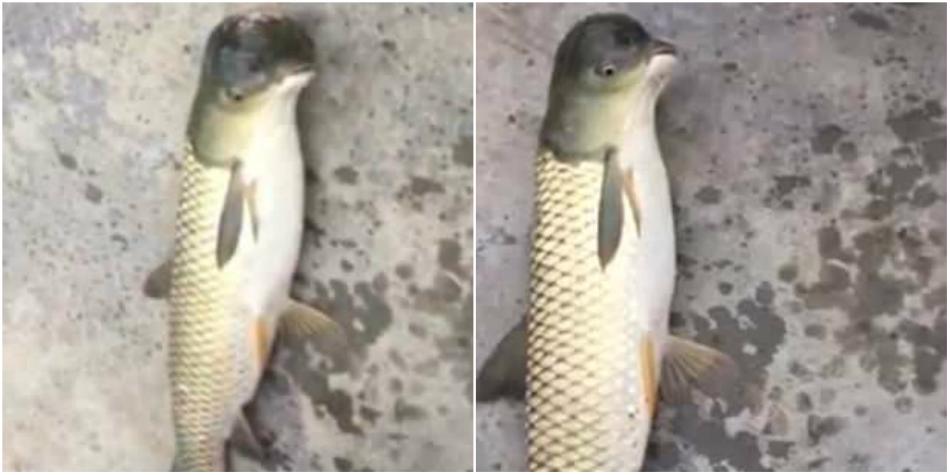 VIDEO şocant! Pescarii s-au crucit când au capturat-o. Creatura asta are CAP DE PORUMBEL şi trup de PEŞTE