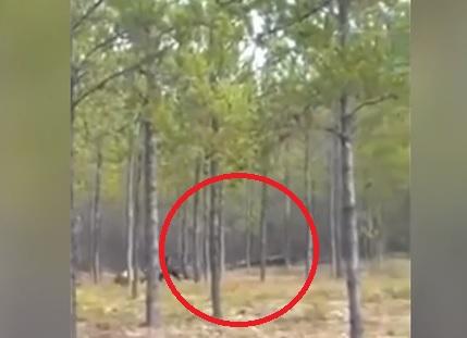 Un bărbat a filmat o creatură BIZARĂ apărută în pădure! Cum arată animalul (VIDEO)