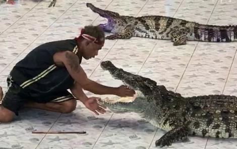 A vrut să arate că își poate băga mâna în gura unui crocodil, dar nu a ieșit bine! Cum a reacționat reptila. VIDEO ȘOCANT