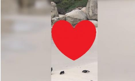 VIDEO: Îţi vor TOPI inima! Dacă te întrebai dacă există DRAGOSTE adevărată, priveşte imaginile surprinse de un cuplu aflat în luna de miere