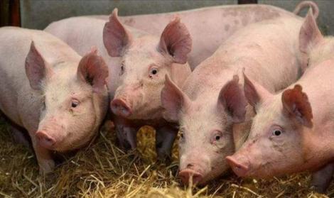 Ministrul Agriculturii, declarație INCREDIBILĂ despre răspândirea pestei porcină. Cine este principalul vinovat. „Din nefericire…”