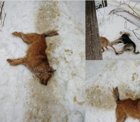 Imagini tulburătoare circulă pe internet. Câini otrăviţi şi lăsaţi să moară în chinuri în mijlocul străzii, pe zăpadă: "Nu îmi revin după cele văzute!"