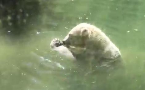 Clipul care a șocat internetul! Un urs polar încearcă să reînvie pasărea care i-a fost servită drept hrană