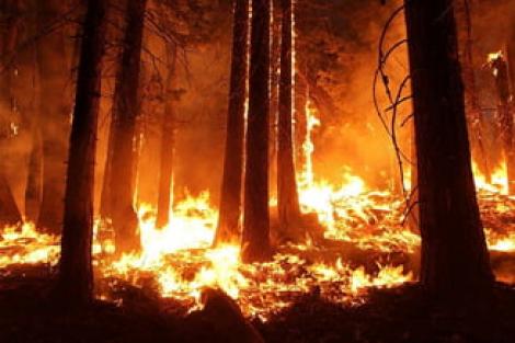Aproximativ 35 de hectare au ars în Brașov! Pompierii au luptat opt ore cu focul