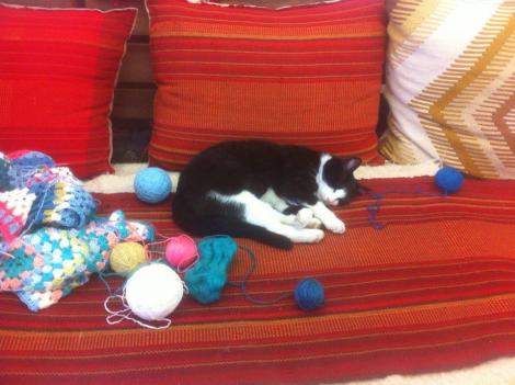Mici-Pisica Cetății Oradea, vedetă pe Facebook. „Meseriașa” îi învață pe copii să tricoteze și să brodeze