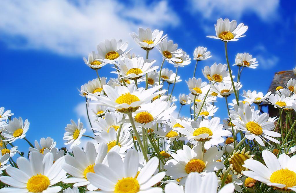 Cele mai frumoase imagini cu flori de primăvară. Poze care îți dau energie, Galerie Foto